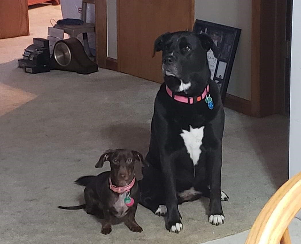 dogs
