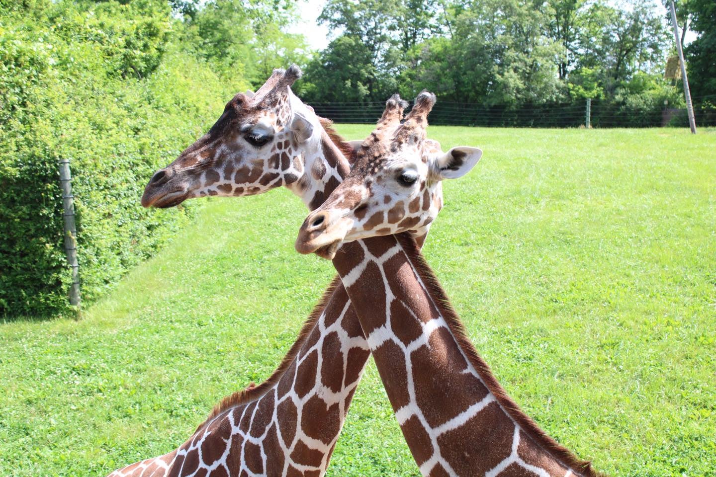 Ft Wayne Zoo
