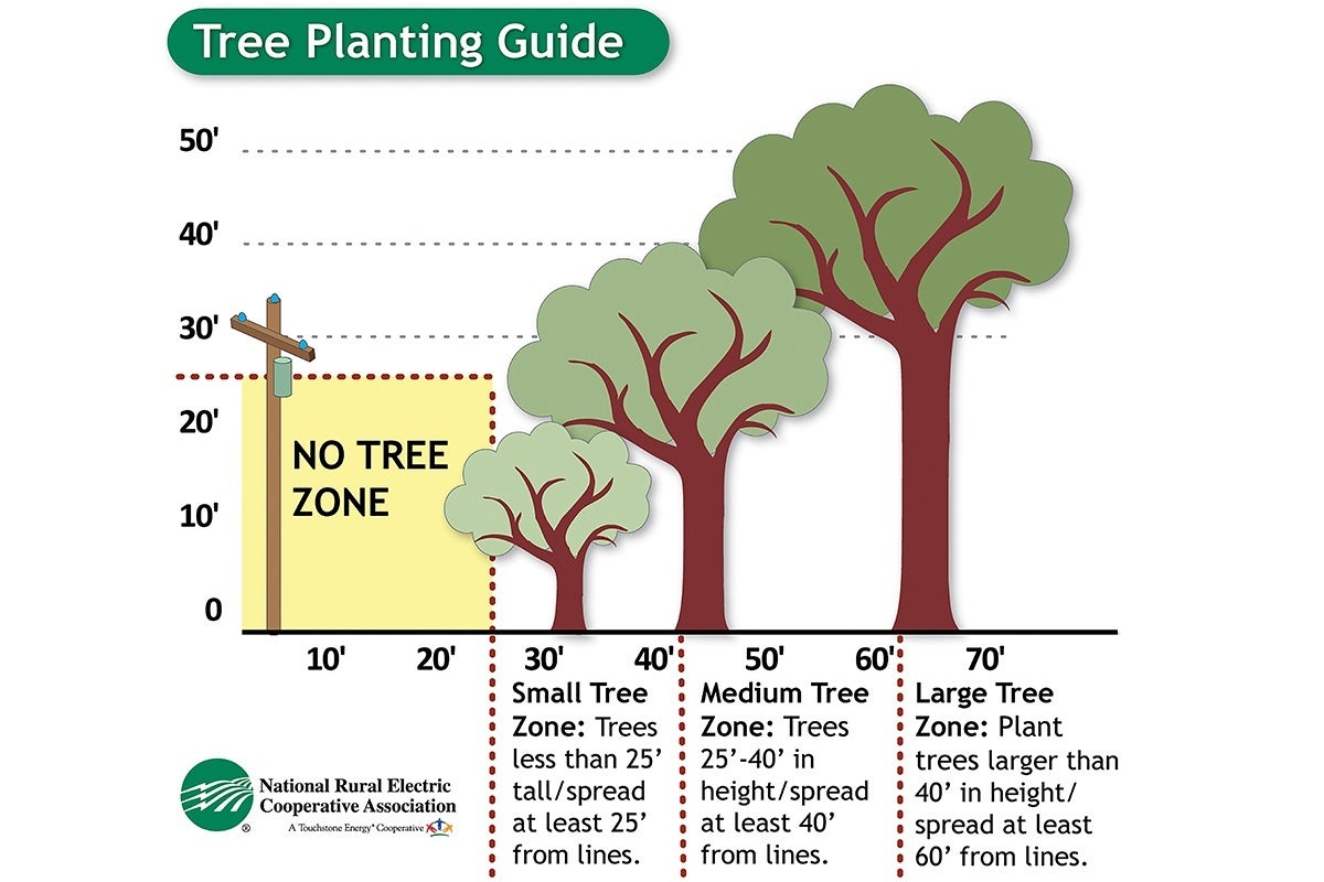 Tree Trimming