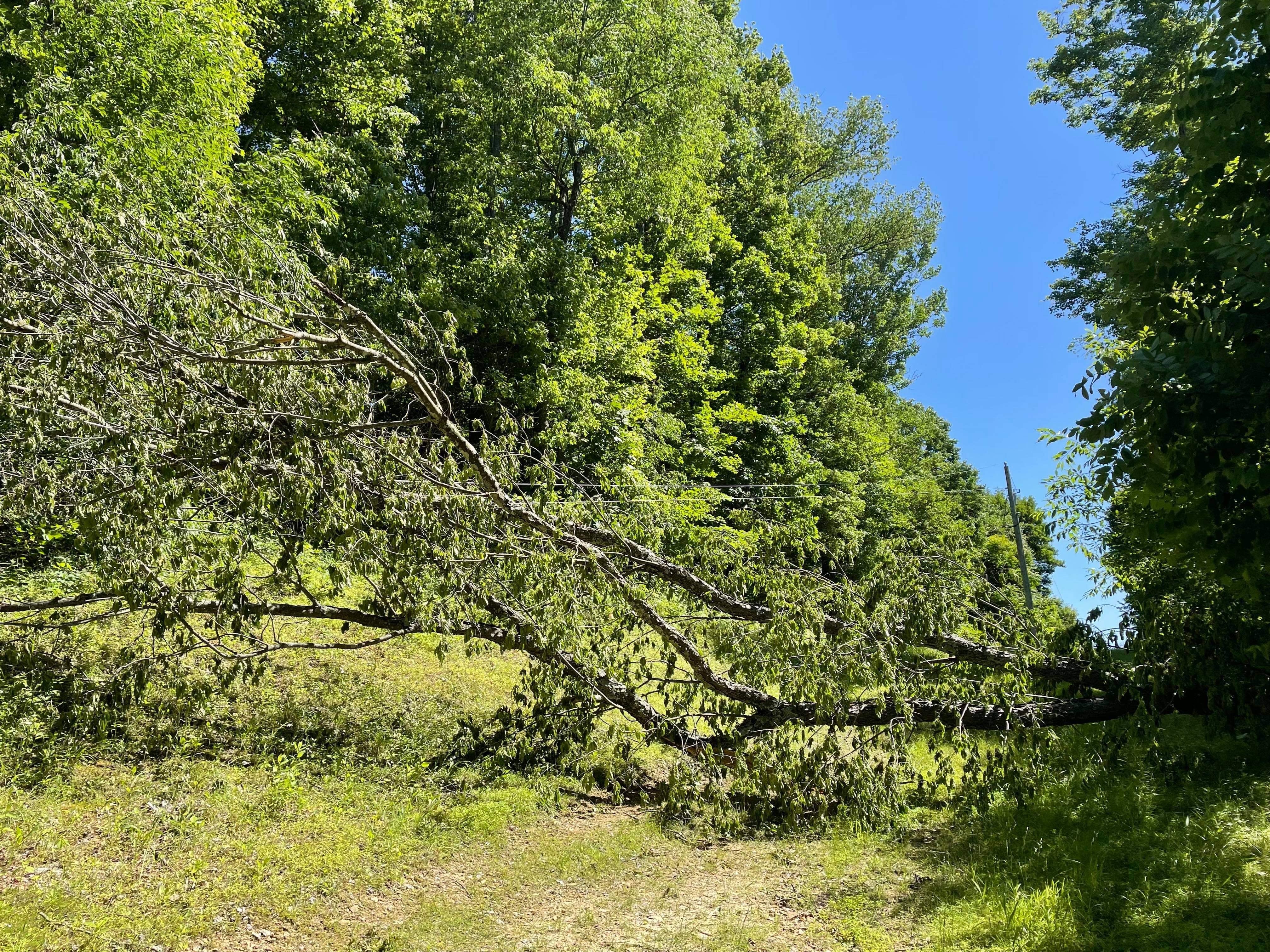 downed tree damage