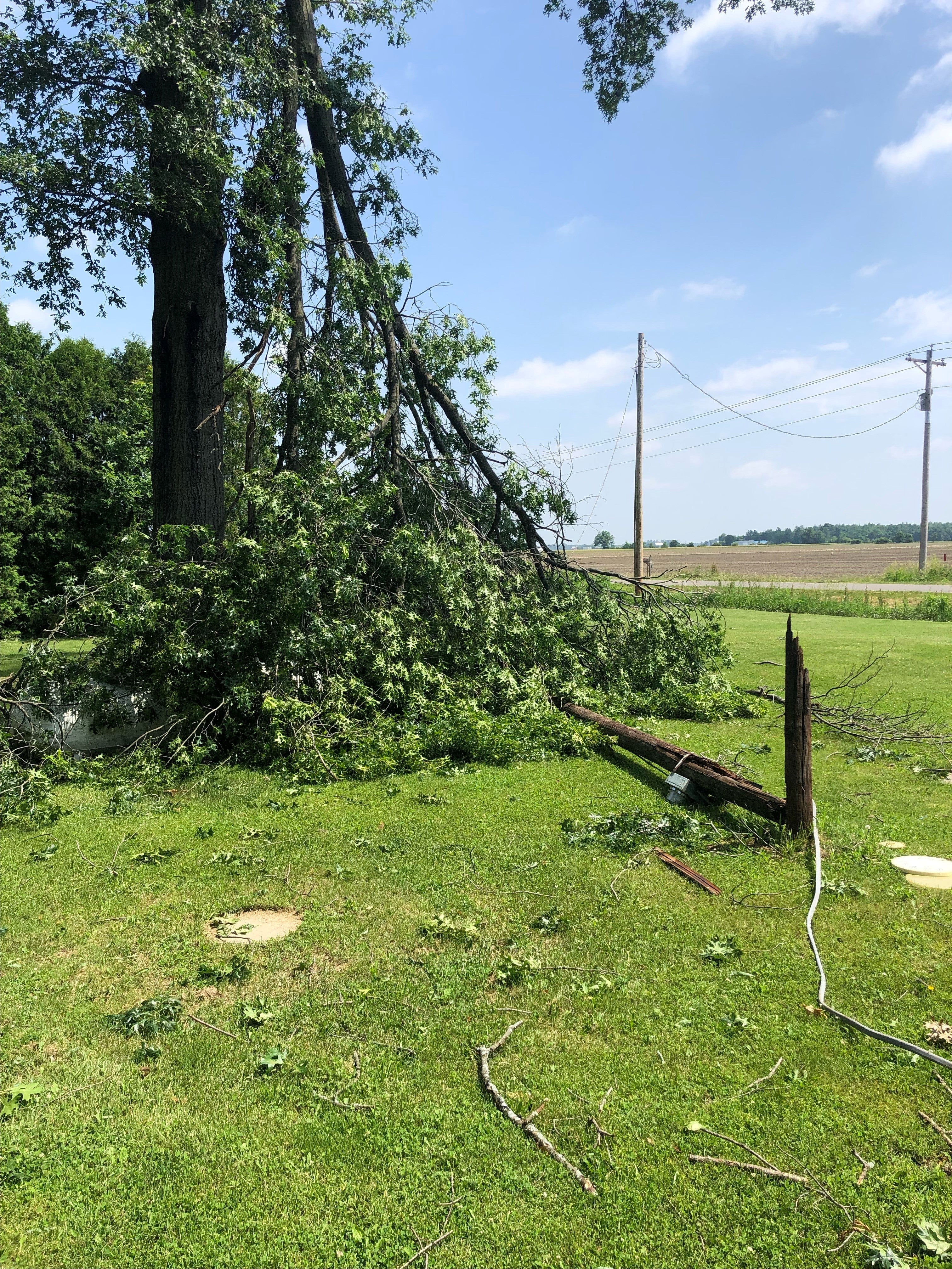 downed tree 