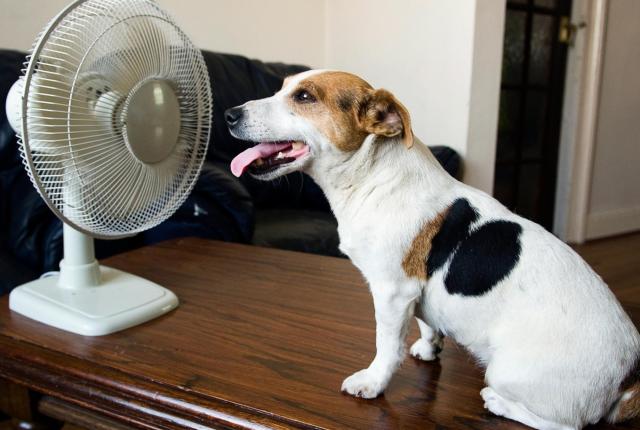 Dog cooling with fan